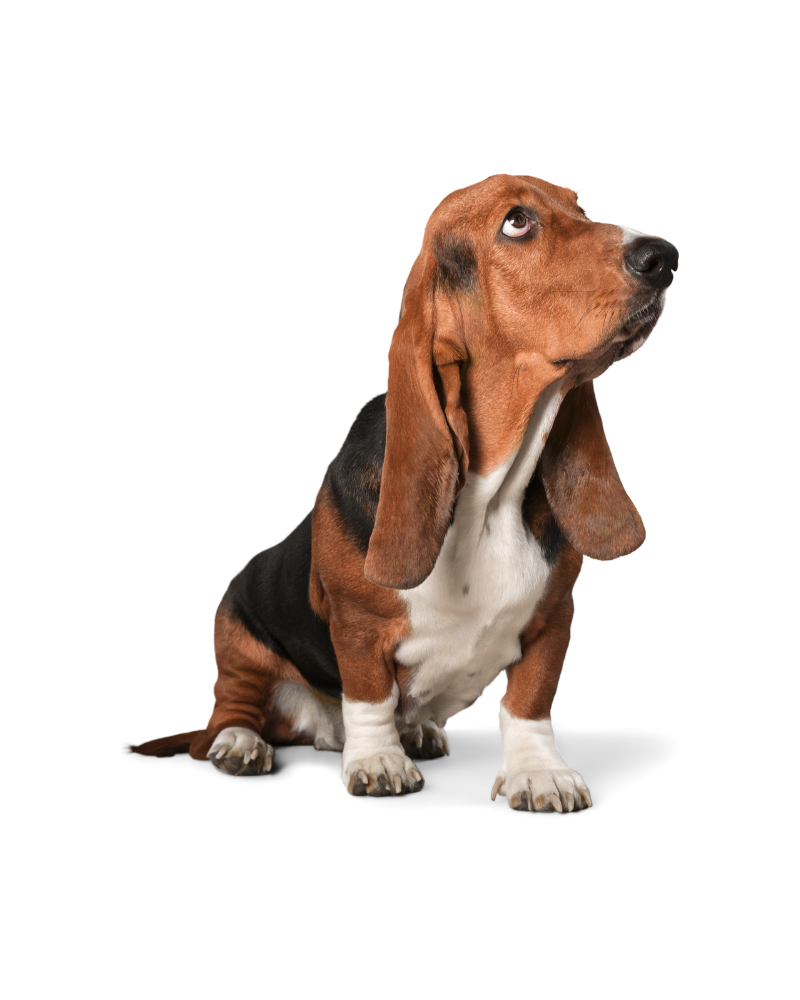 Sad basset hound puppy looking lost and needing guidance, used for Websnare service navigation help page