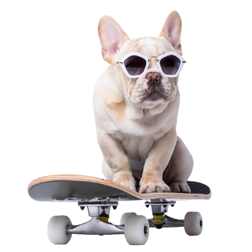 French bulldog wearing sunglasses riding a skateboard — illustrating Websnare adaptability and modern tech support