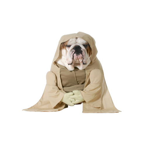 Senior bulldog dressed as a wise Jedi guide — representing experience, mastery, and trusted expertise at Websnare